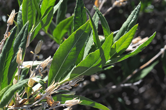 American Threefold leaves are dark green, up to 2 inches (5 cm) long; as shown here the blades are mostly lance-shaped with a few, fine teeth or almost smooth along the edges. The leaves are densely glandular mostly under the leaf.  Trixis californica